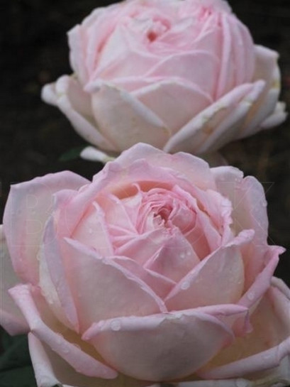 Myriam róże wielkokwiatowe