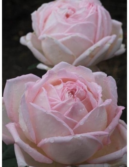 Myriam róże wielkokwiatowe