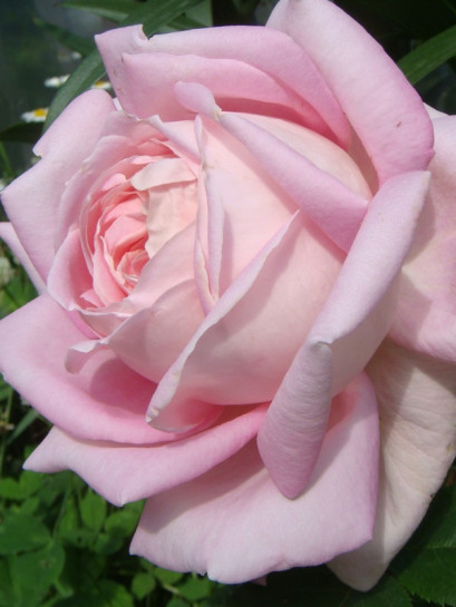 pachnace róze wielkokwiatowe Myriam