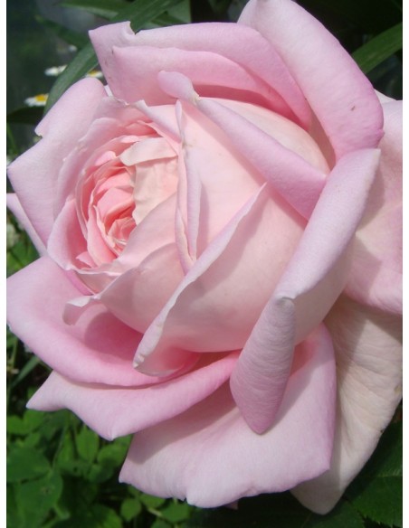 pachnace róze wielkokwiatowe Myriam