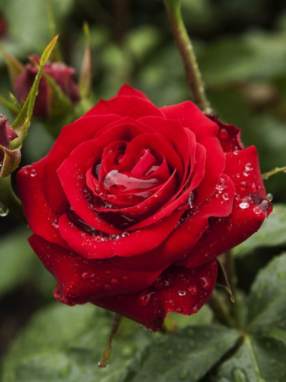 czerwone róże rabatowe Niccolo Paganini 