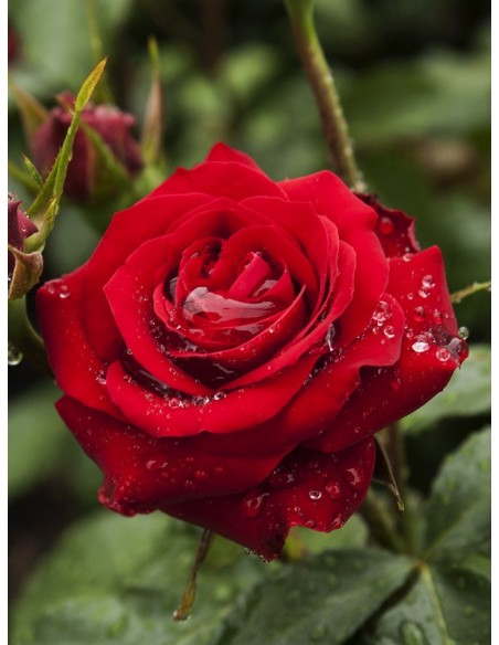 czerwone róże rabatowe Niccolo Paganini 