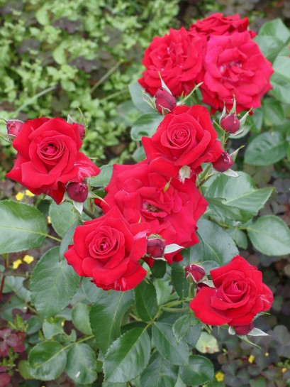 czerwone róże Niccolo Paganini rabatowe