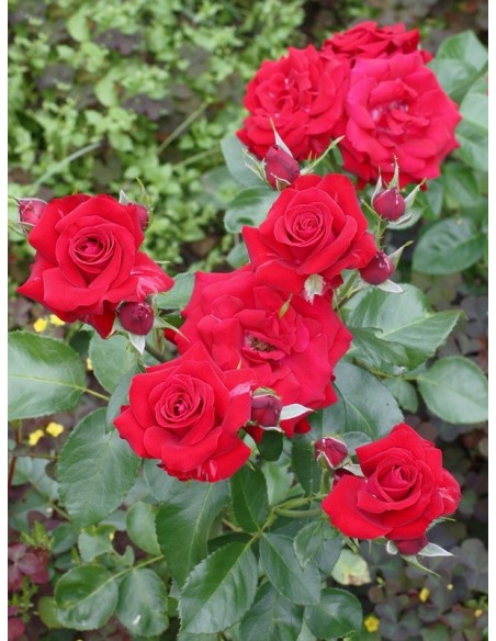 czerwone róże Niccolo Paganini rabatowe