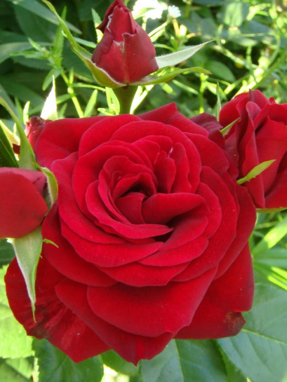 róże rabatowe czerwone Niccolo Paganini