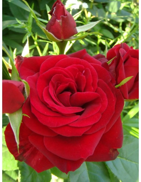 róże rabatowe czerwone Niccolo Paganini
