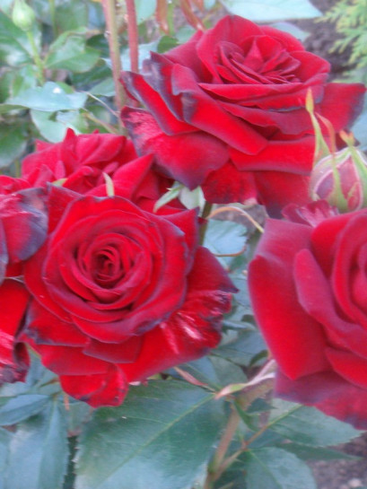 Niccolo Paganini czerwone róże rabatowe