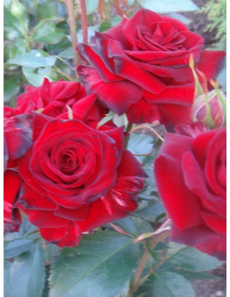 Niccolo Paganini czerwone róże rabatowe