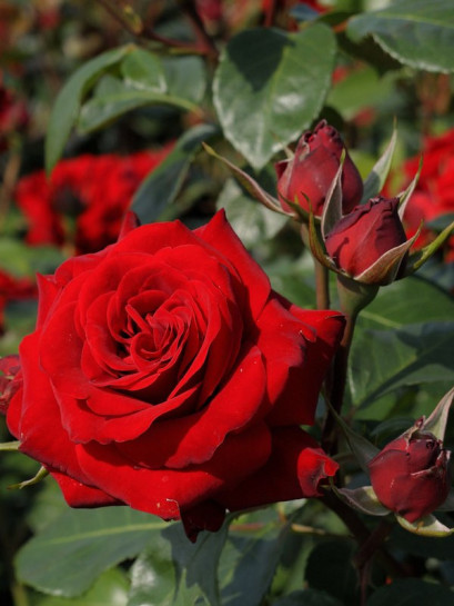 czerwone rabatowe róże  Niccolo Paganini