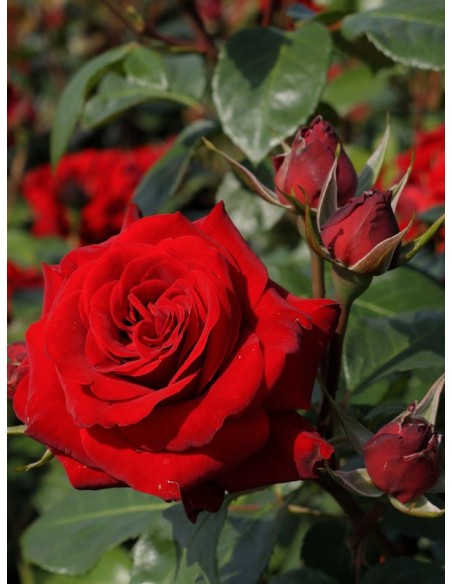 czerwone rabatowe róże  Niccolo Paganini