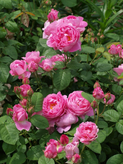 pachnące róże angielskie AUSmary krzaczaste