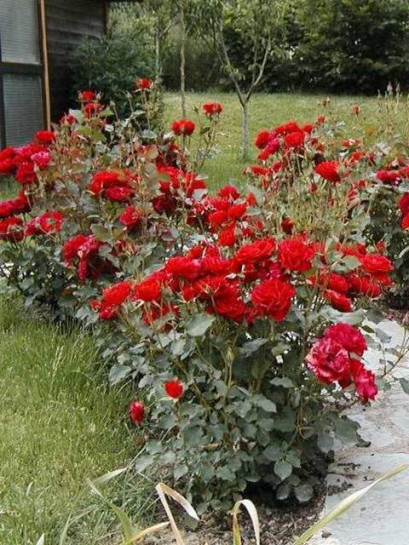 róża floribunda nina