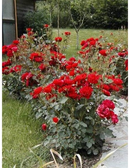 róża floribunda nina