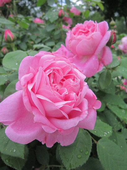 AUSmary pachnące róże angielskie krzaczaste