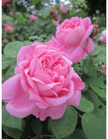 AUSmary pachnące róże angielskie krzaczaste