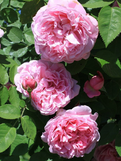 angielskie AUSmary pachnące róże krzaczaste