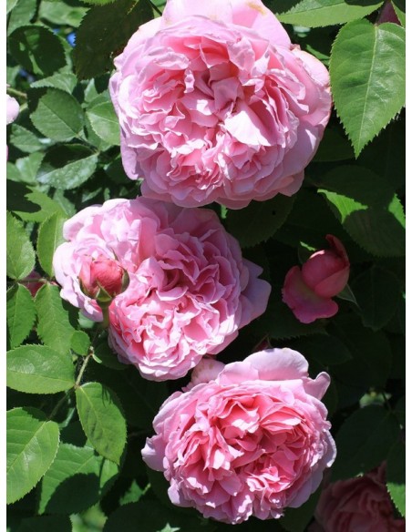 angielskie AUSmary pachnące róże krzaczaste