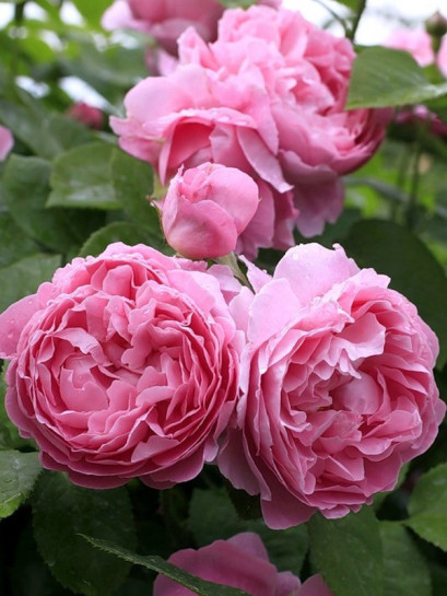 róże pachnące angielskie AUSmary krzaczaste