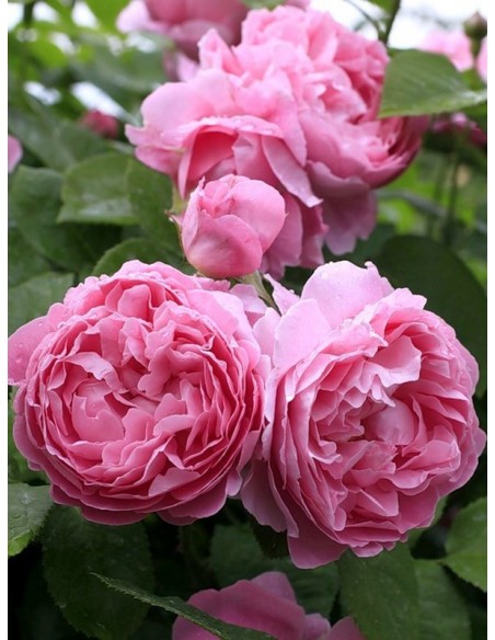 róże pachnące angielskie AUSmary krzaczaste