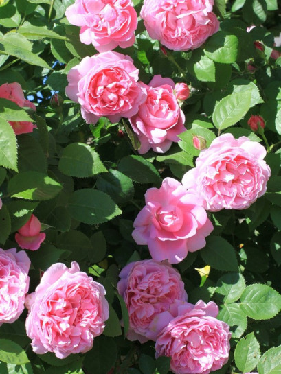 krzaczaste pachnące róże angielskie AUSmary