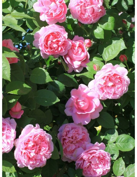 krzaczaste pachnące róże angielskie AUSmary