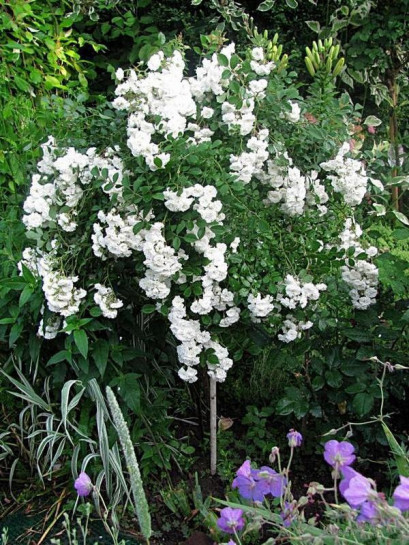 Alba Meidiland róze pienne kaskadowe