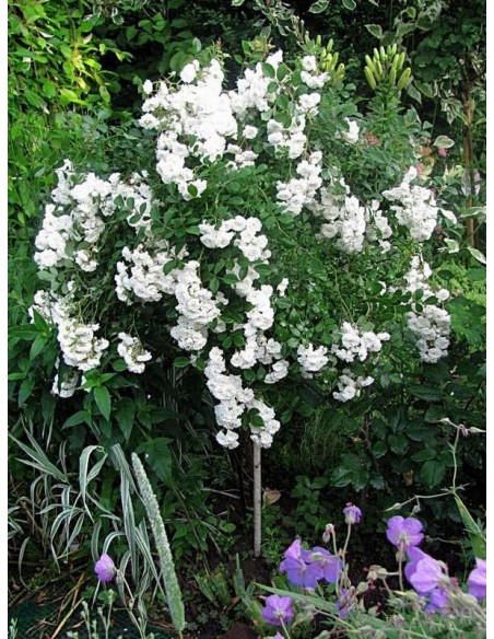 Alba Meidiland róze pienne kaskadowe