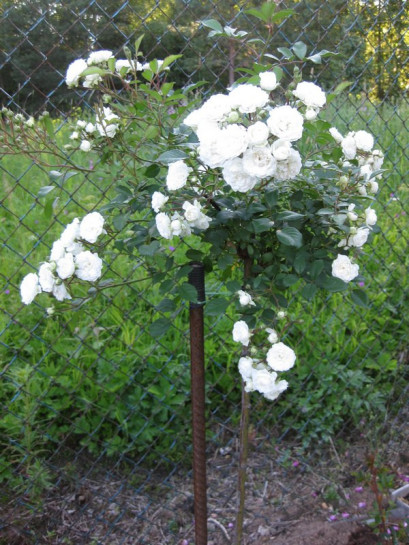 ALBA MEIDILAND® pienna róża