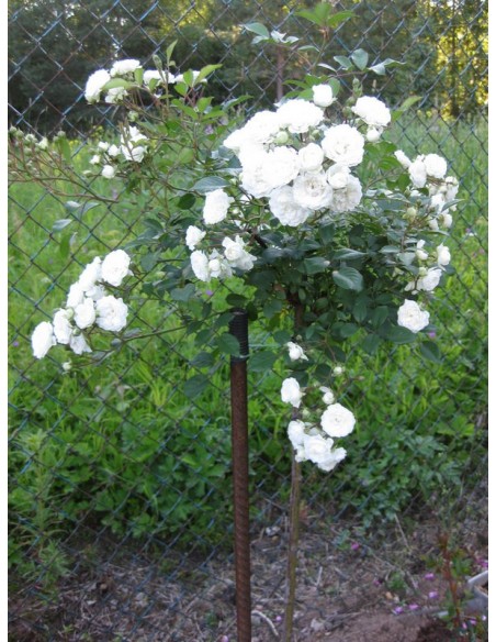 ALBA MEIDILAND® pienna róża