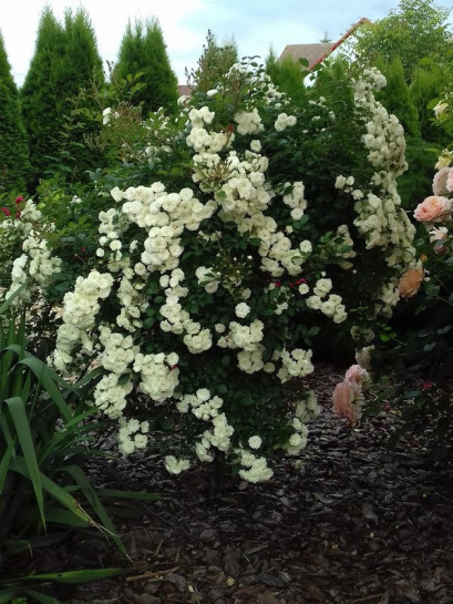 ALBA MEIDILAND® pienna róża