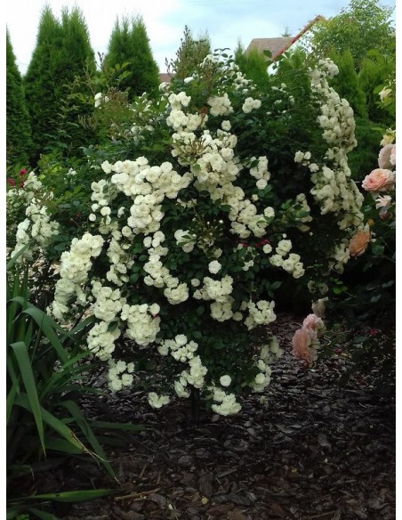 ALBA MEIDILAND® pienna róża