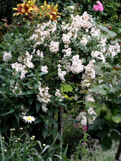 ALBA MEIDILAND® pienna róża