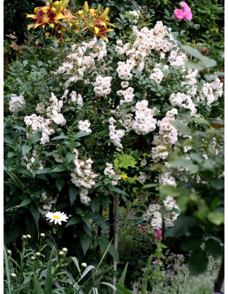 ALBA MEIDILAND® pienna róża