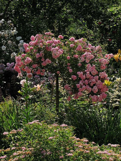 róże pienne The Fairy