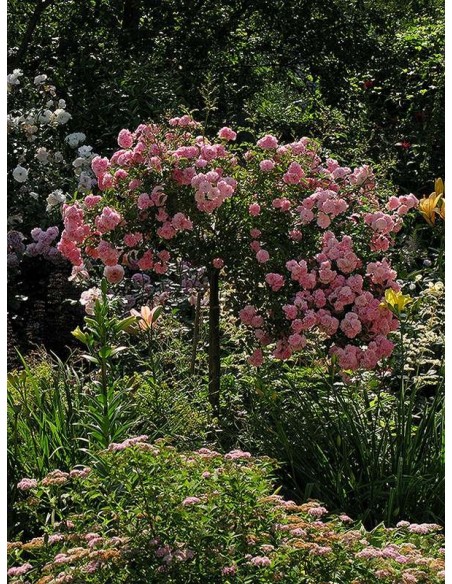 róże pienne The Fairy