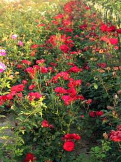 róża floribunda nina 2