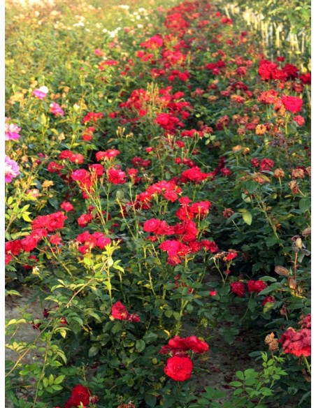 czerwone róże rabatowe Nina