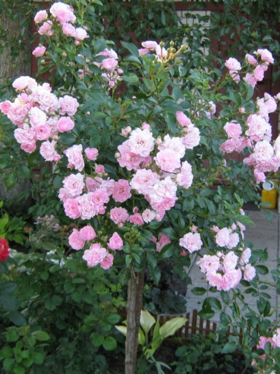 The Fairy pienne różowe  róże