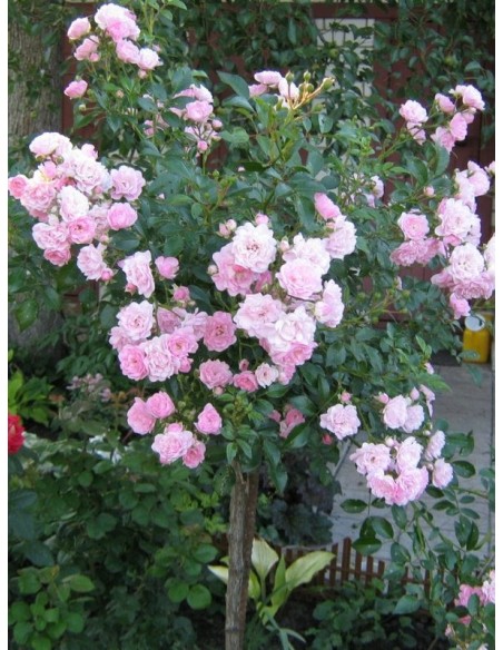 The Fairy pienne różowe  róże