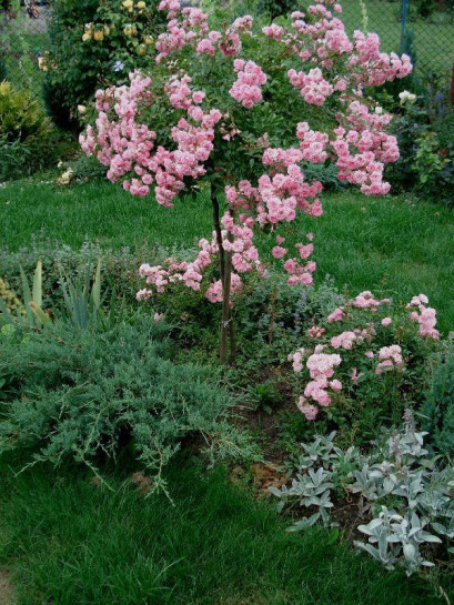 pienne różowe  róże The Fairy