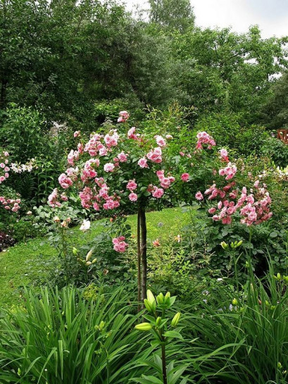 róże pienne różowe The Fairy