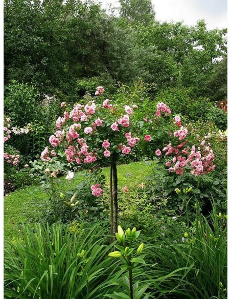 róże pienne różowe The Fairy