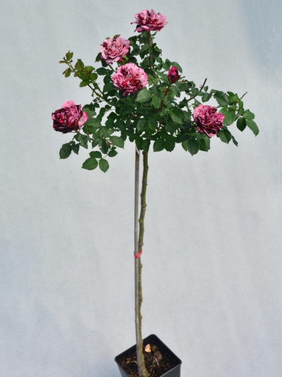 New Image róże pienne