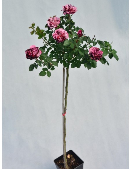 New Image róże pienne