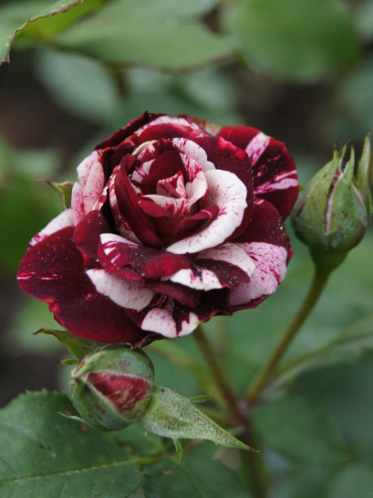 róże pienne New Imagine