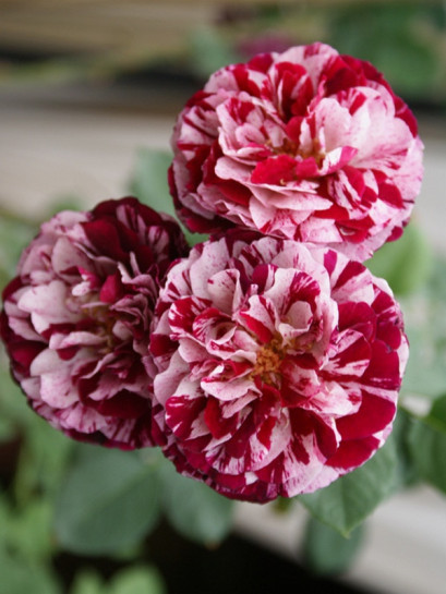 New Imagine róże pienne