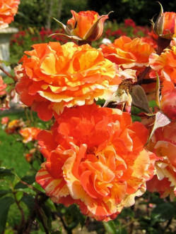 oranges&lemons róże pienne 2