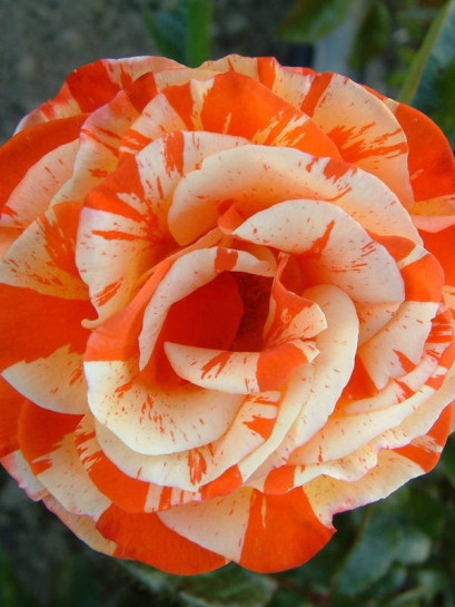 oranges & lemons roze pienne