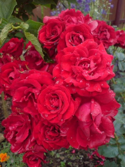 rabatowa róża Nina