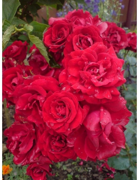 rabatowa róża Nina